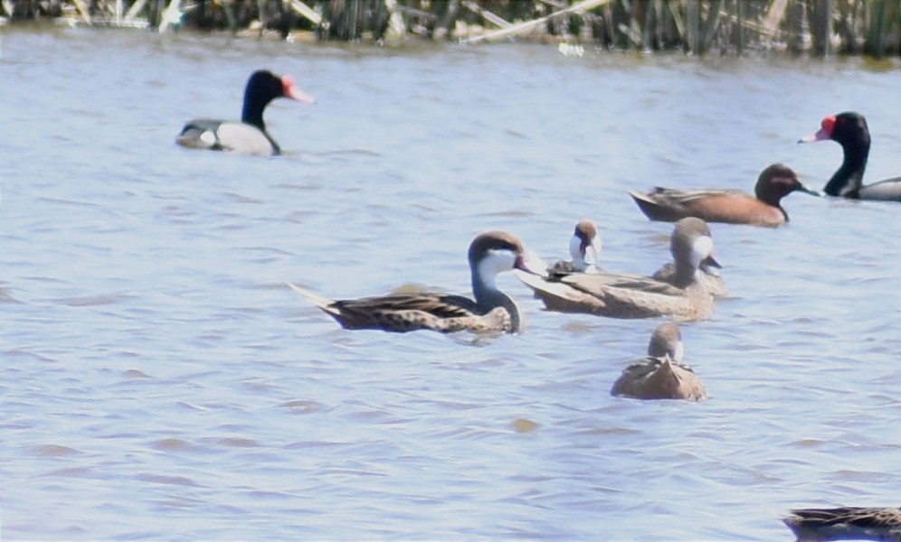 White-cheeked Pintail - ML374634691