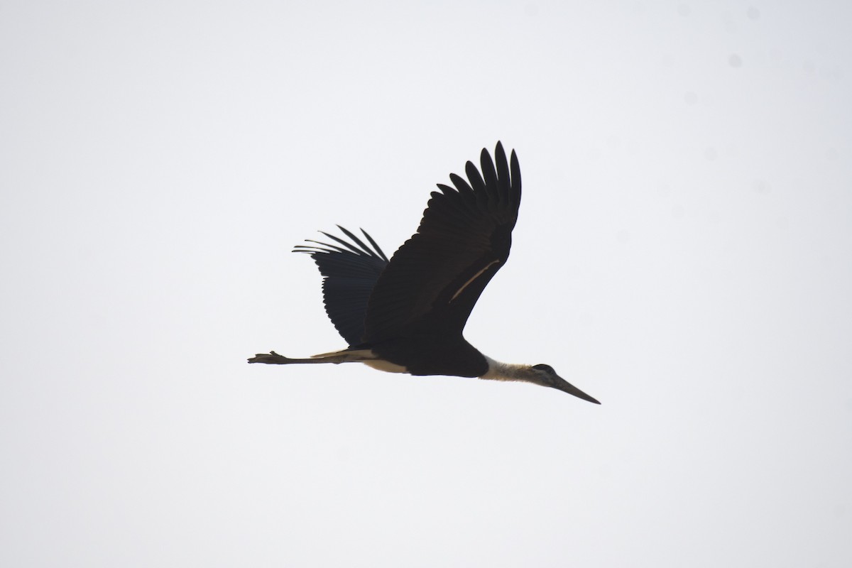 Asian Woolly-necked Stork - ML374634711