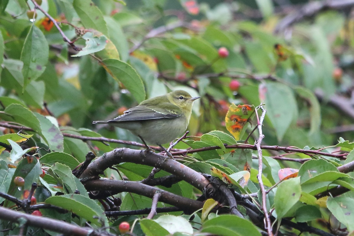 Tennessee Warbler - ML374634991