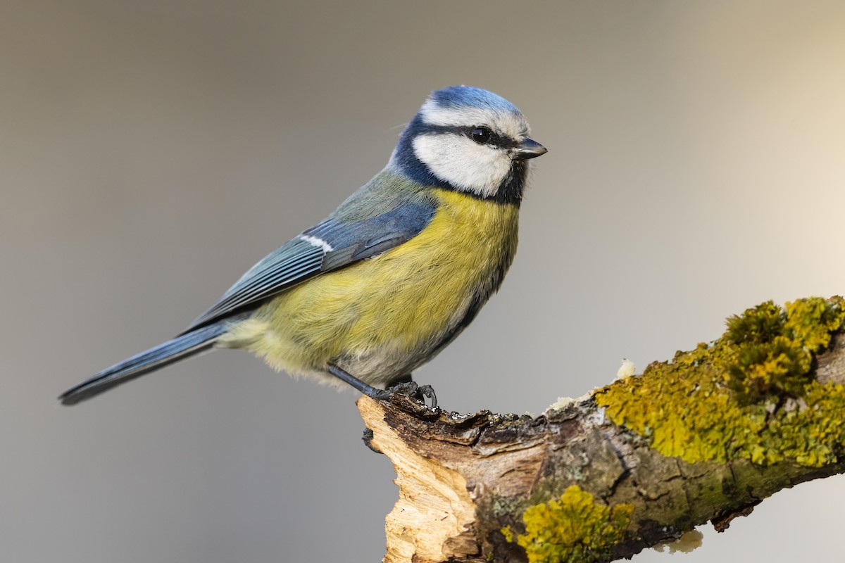 Eurasian Blue Tit - ML374635791