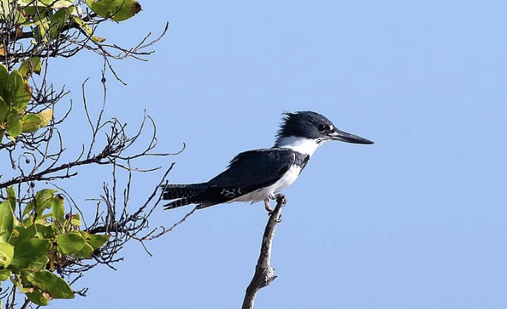 Belted Kingfisher - sheila rowe