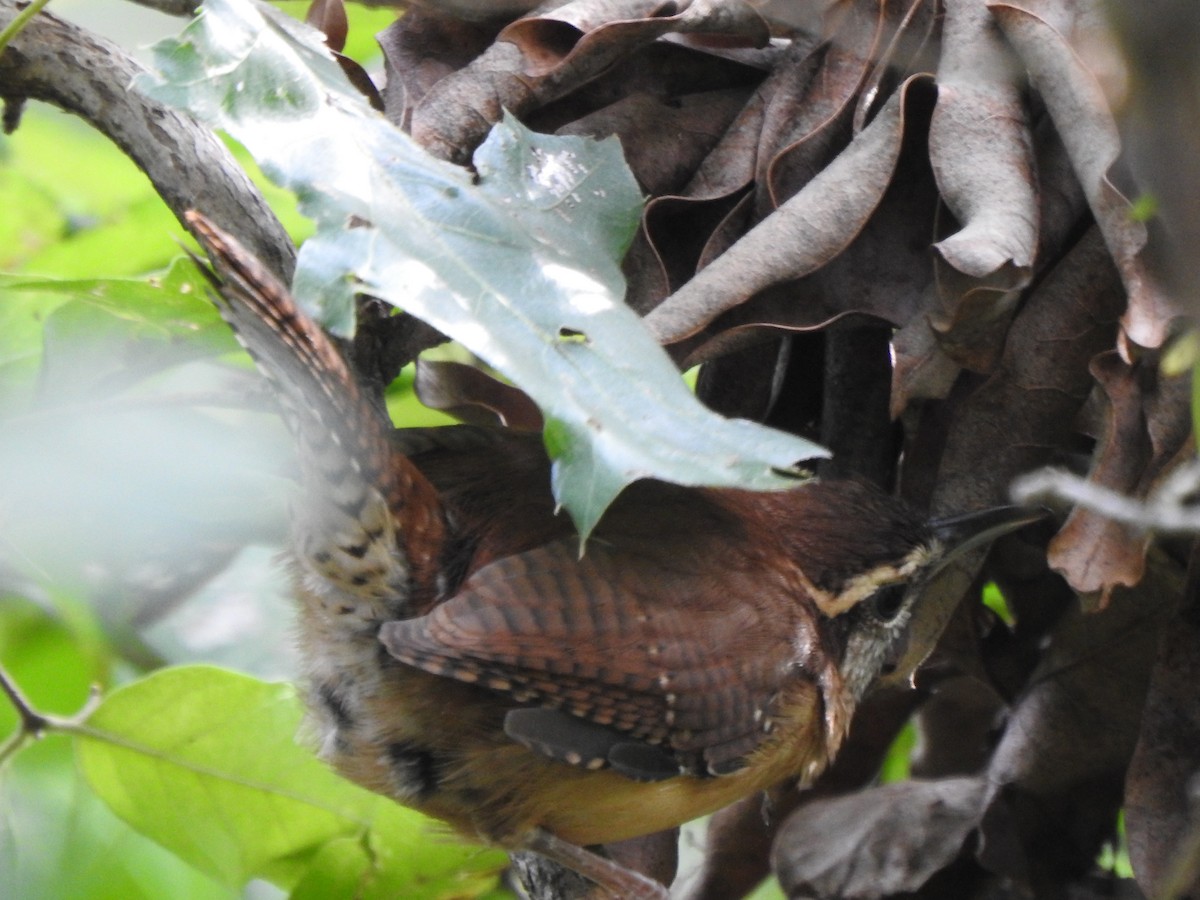 Carolina Wren - ML374640501