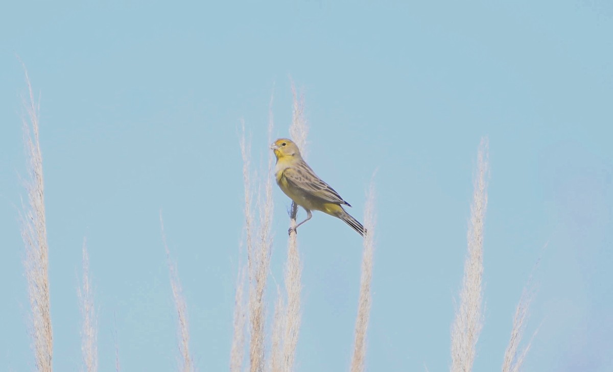 Grassland Yellow-Finch - ML374644991