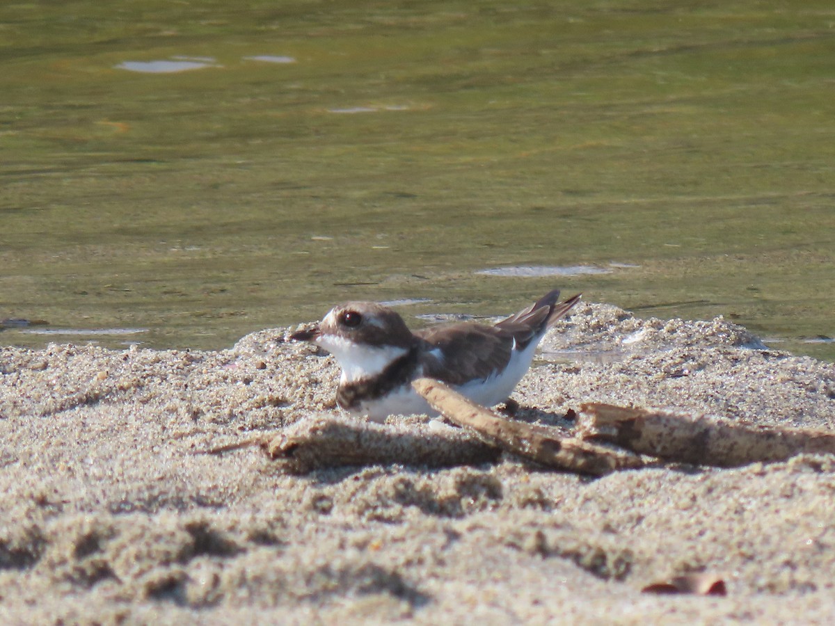 Semipalmated Plover - ML374645681