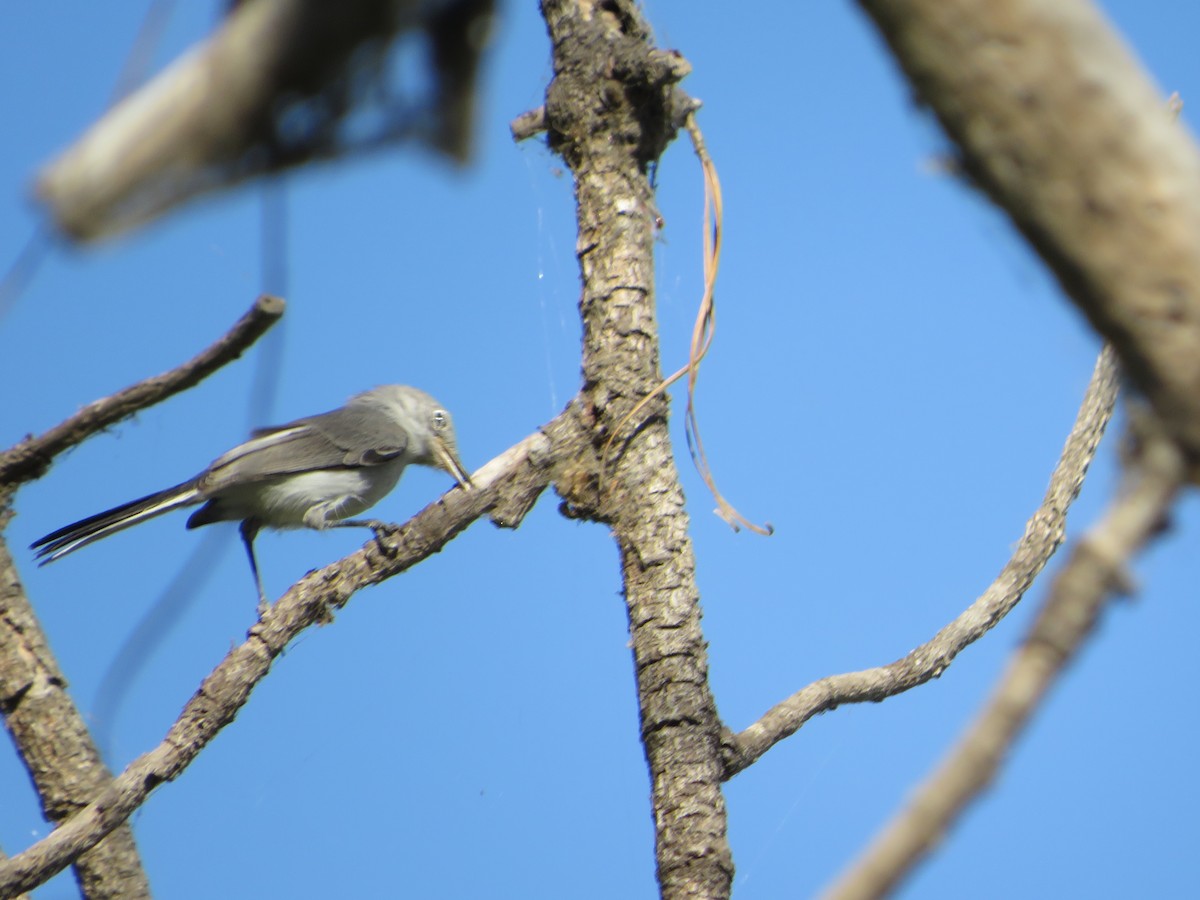 Blue-gray Gnatcatcher - Thomas Lopez