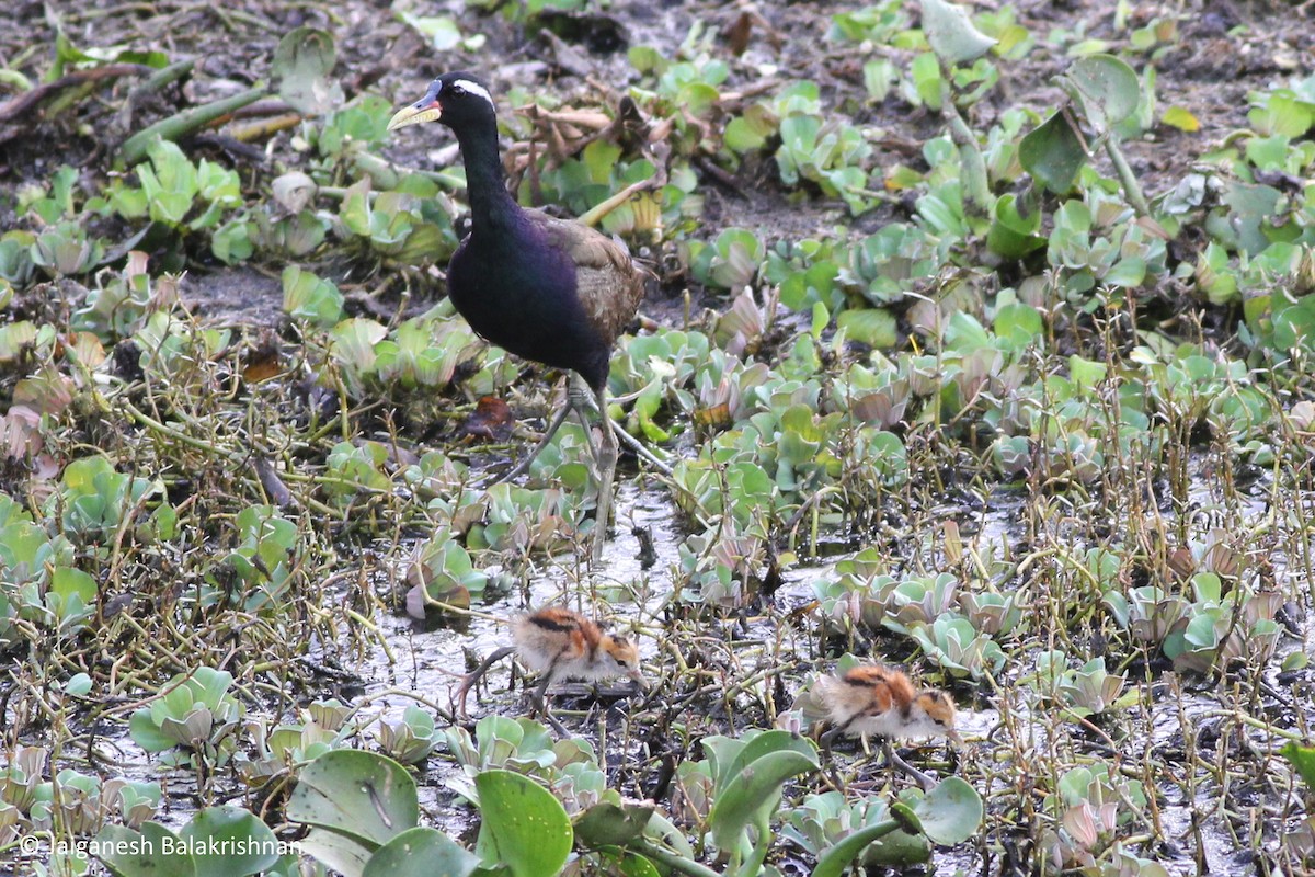 Bronze-winged Jacana - ML374647441