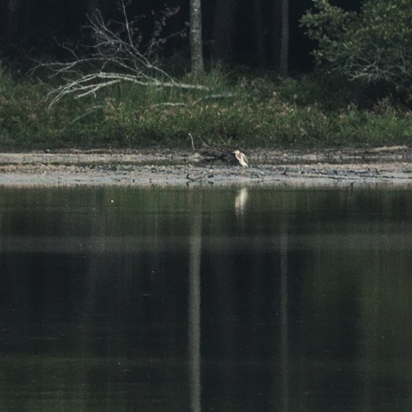 Tricolored Heron - ML374647671