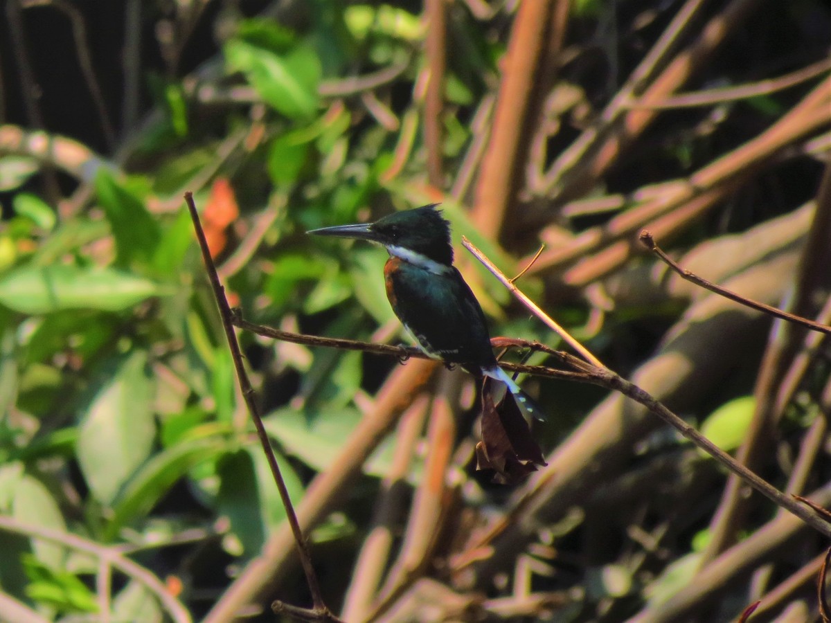 Green Kingfisher - Jorge Abad Lozano