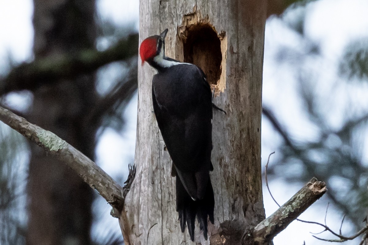 Pileated Woodpecker - ML374648191