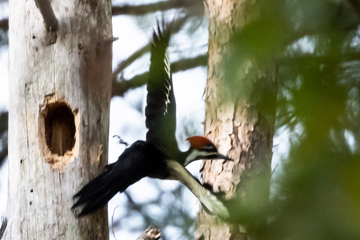 Pileated Woodpecker - ML374648201