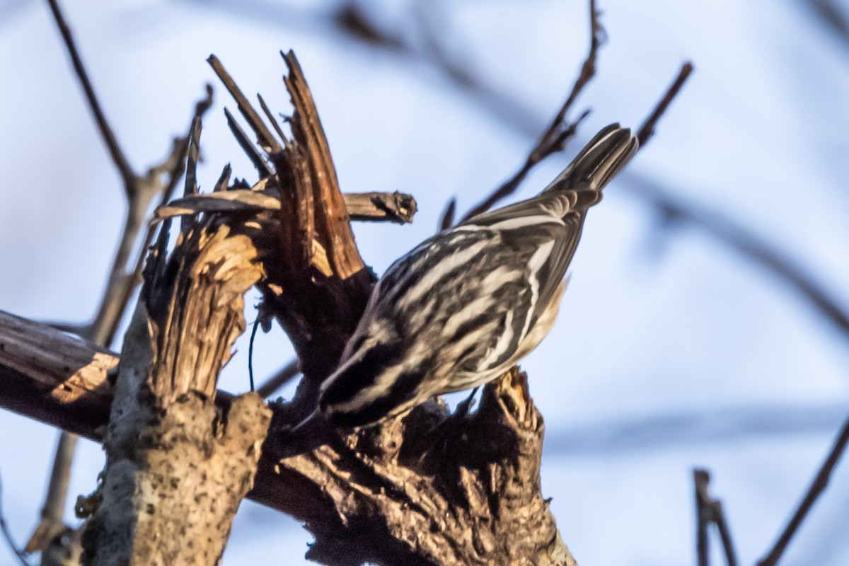 Black-and-white Warbler - ML374648261