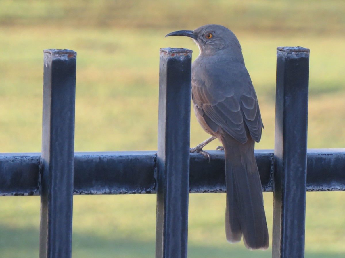 Curve-billed Thrasher - Debbie Beer