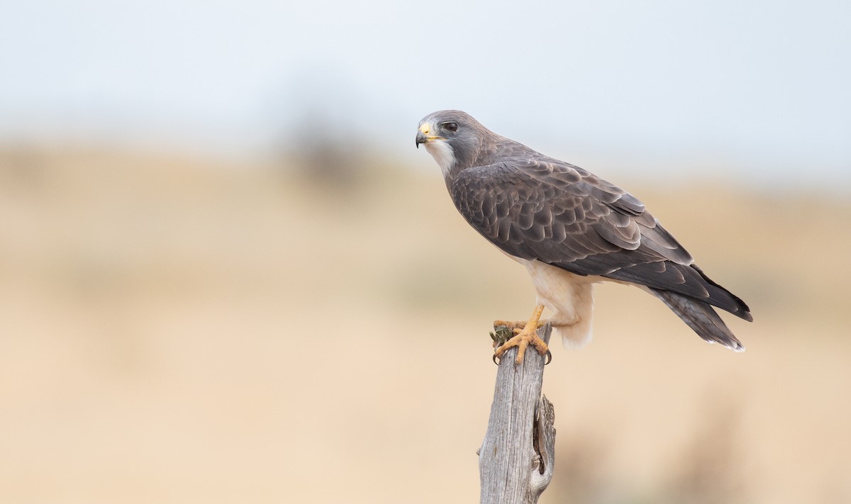 Swainson's Hawk - Jack Parlapiano