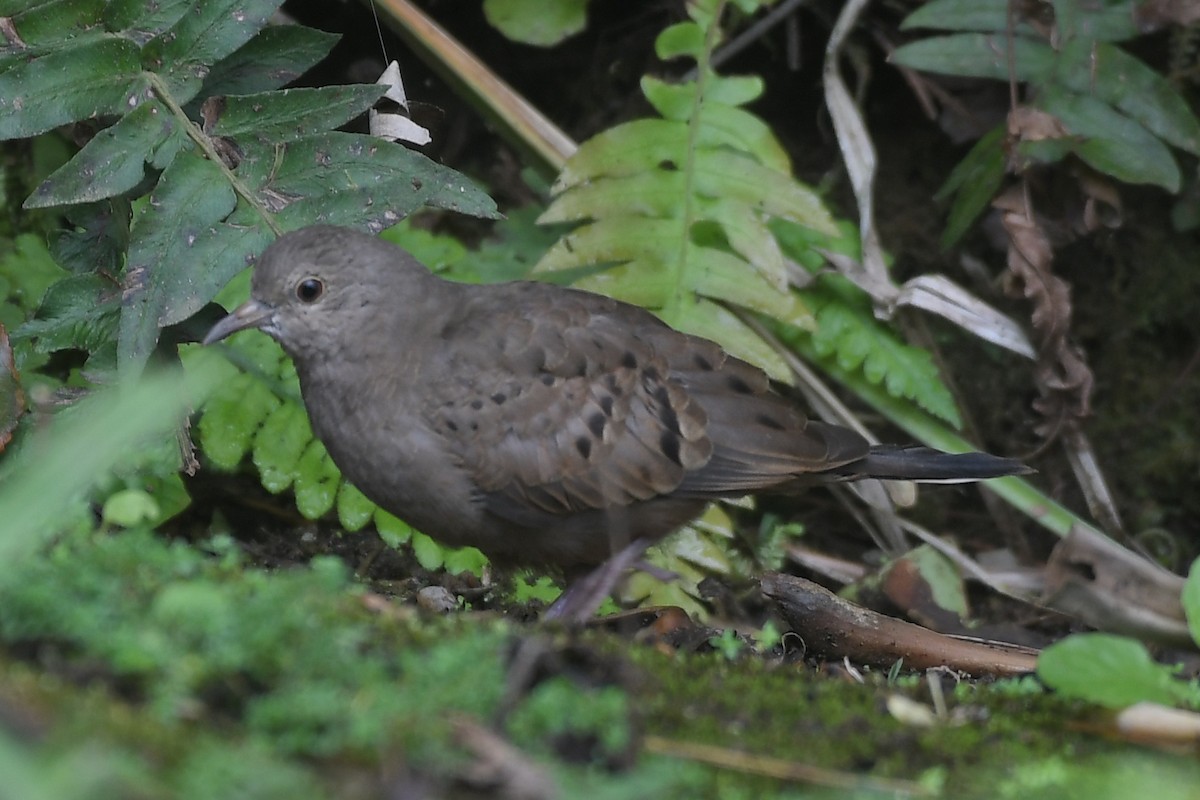 Plain-breasted Ground Dove - Daniel Hinckley | samazul.com