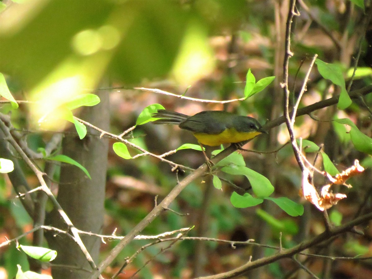 Gray-and-gold Warbler - Jorge Abad Lozano