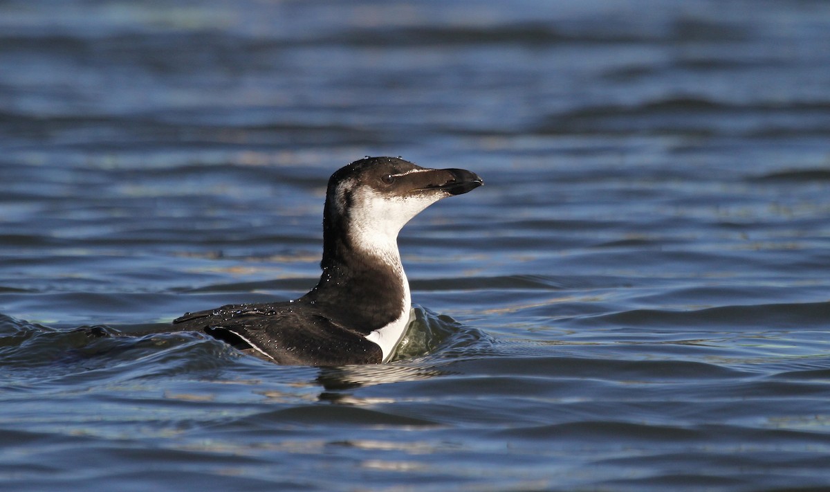 Razorbill - ML37465241