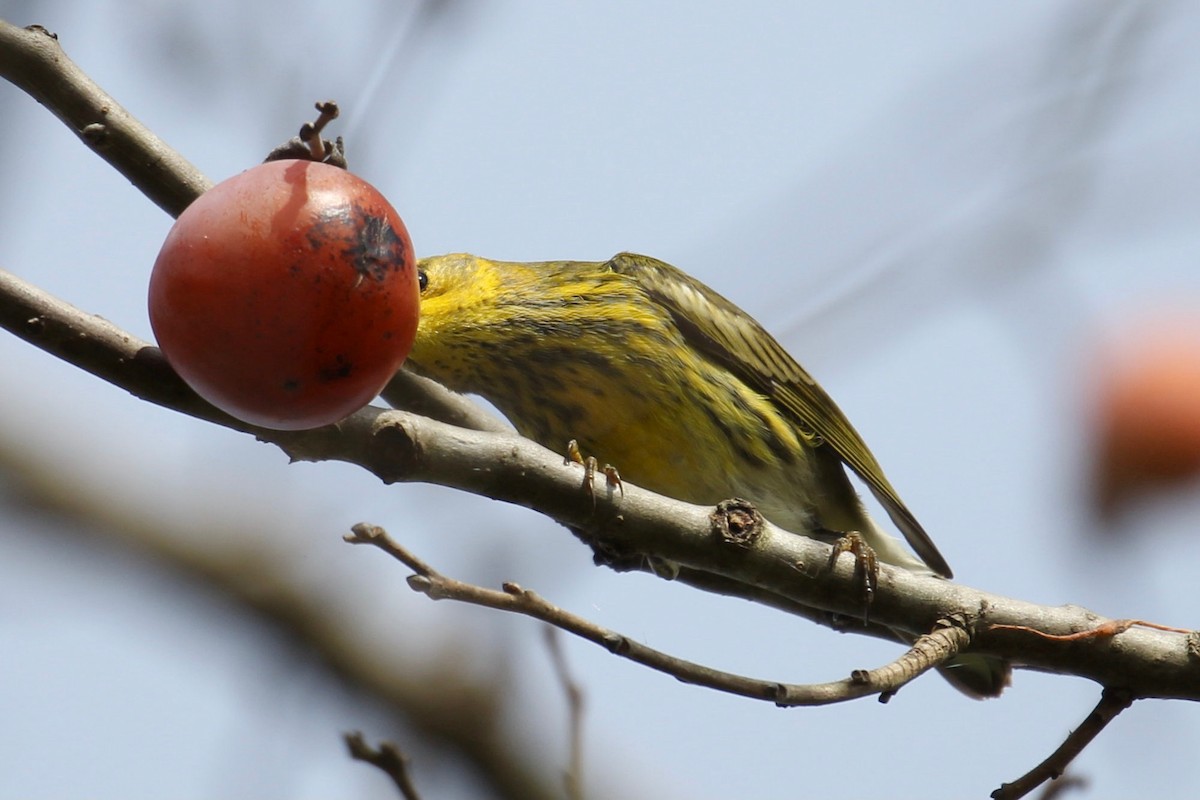 Cape May Warbler - ML374653171