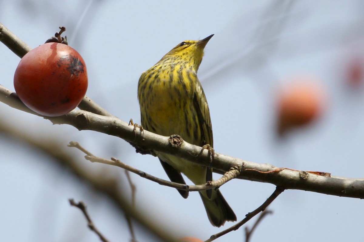 Cape May Warbler - ML374653181