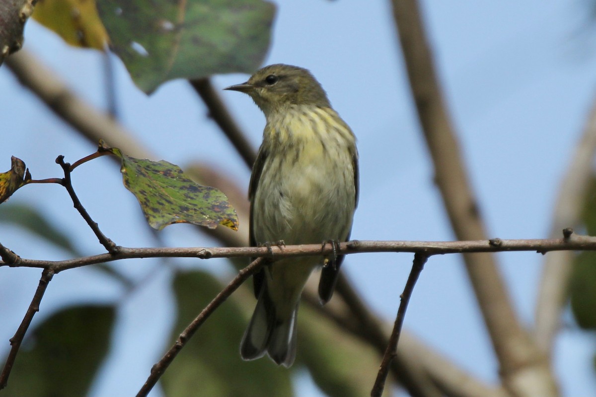 Cape May Warbler - ML374653191
