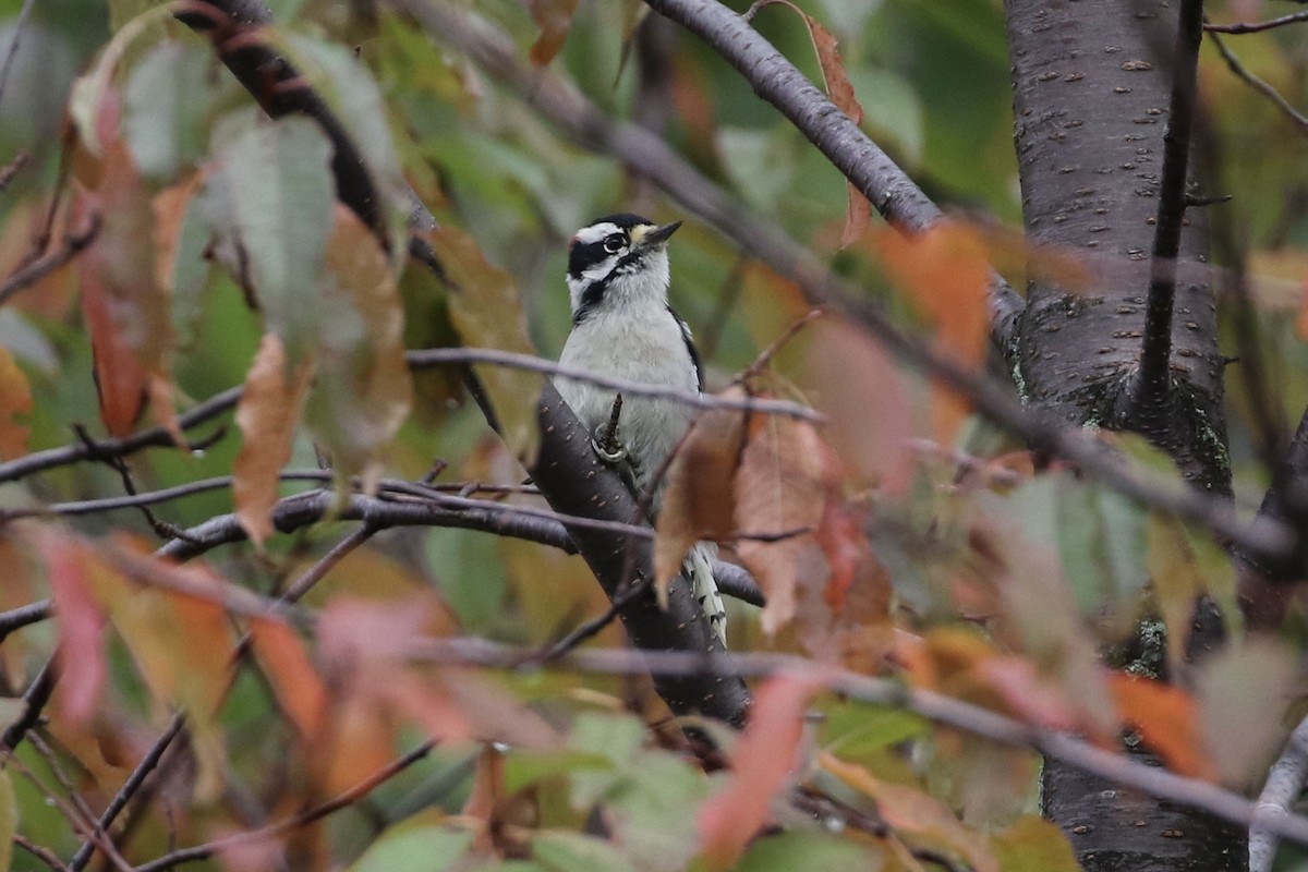 Downy Woodpecker - ML374653291