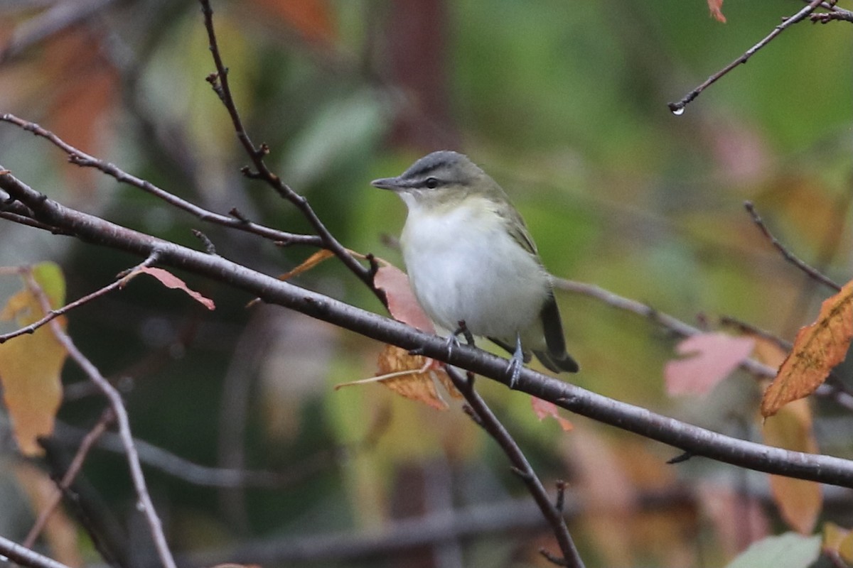 Red-eyed Vireo - Roger Woodruff