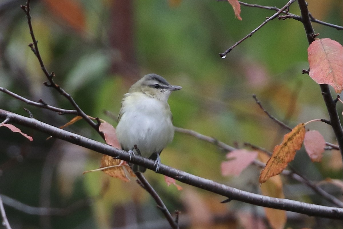 rødøyevireo - ML374653361