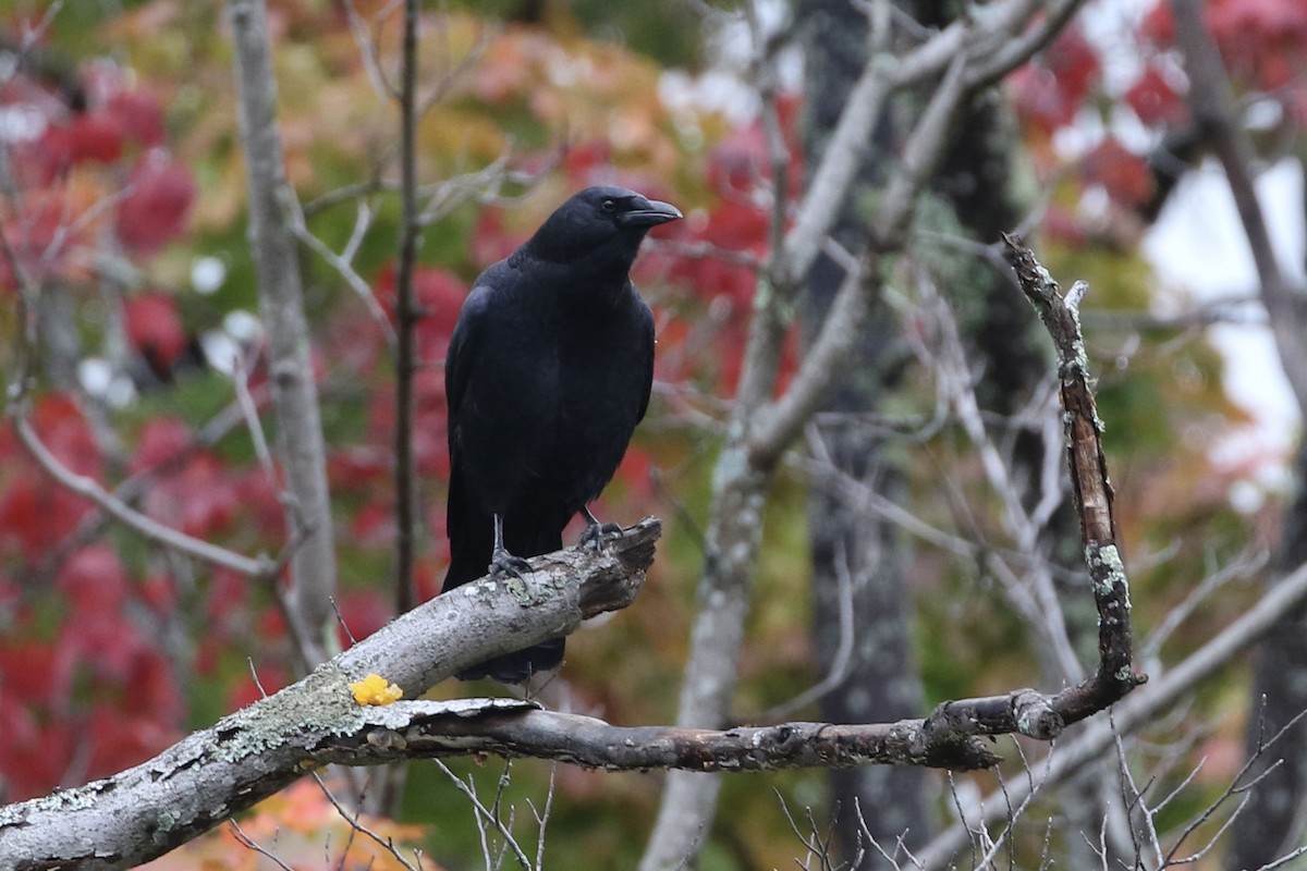 American Crow - ML374653471