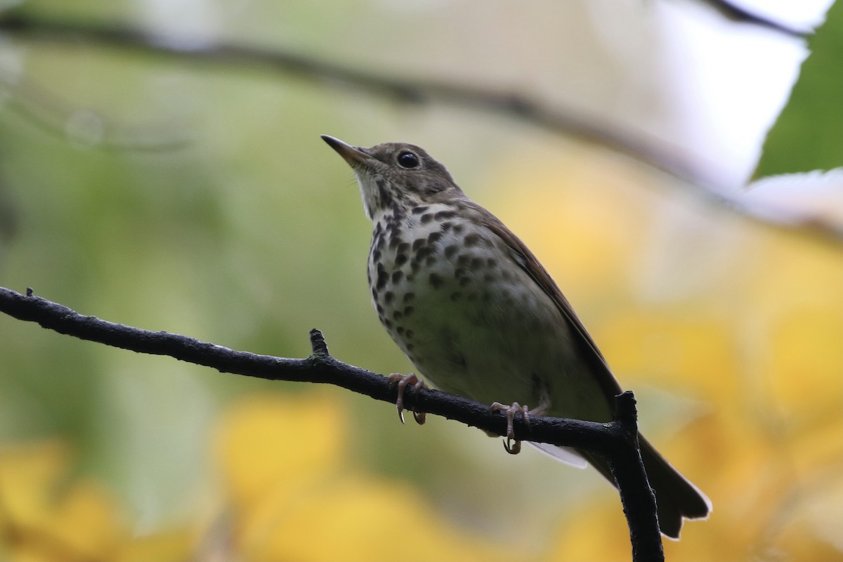 Hermit Thrush - ML374653651