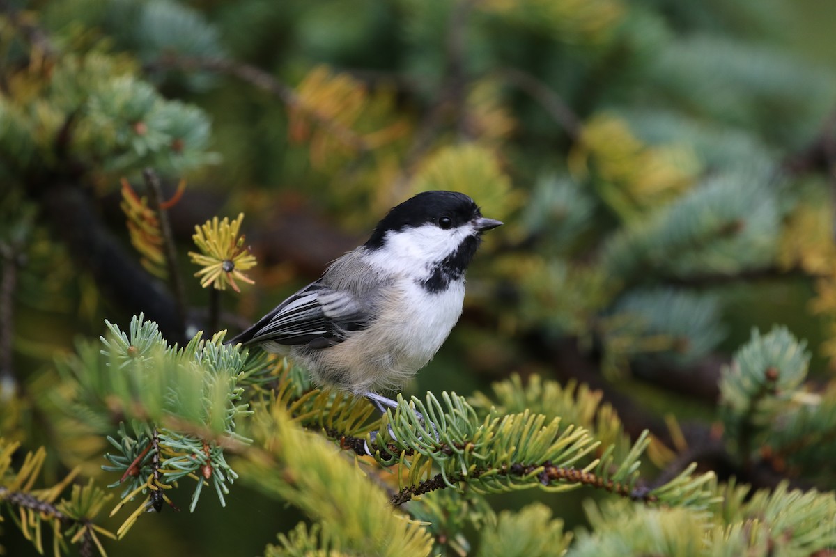 Black-capped Chickadee - ML374653661