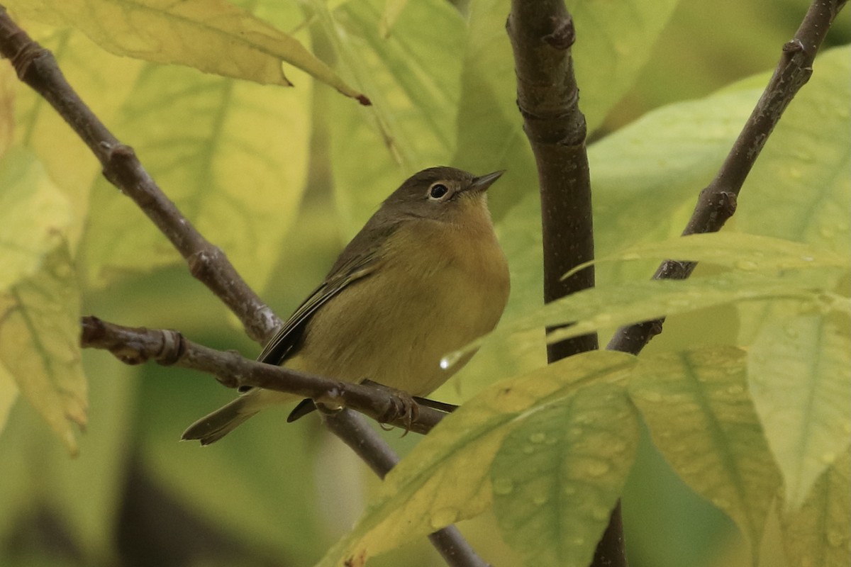 Nashville Warbler - ML374653891