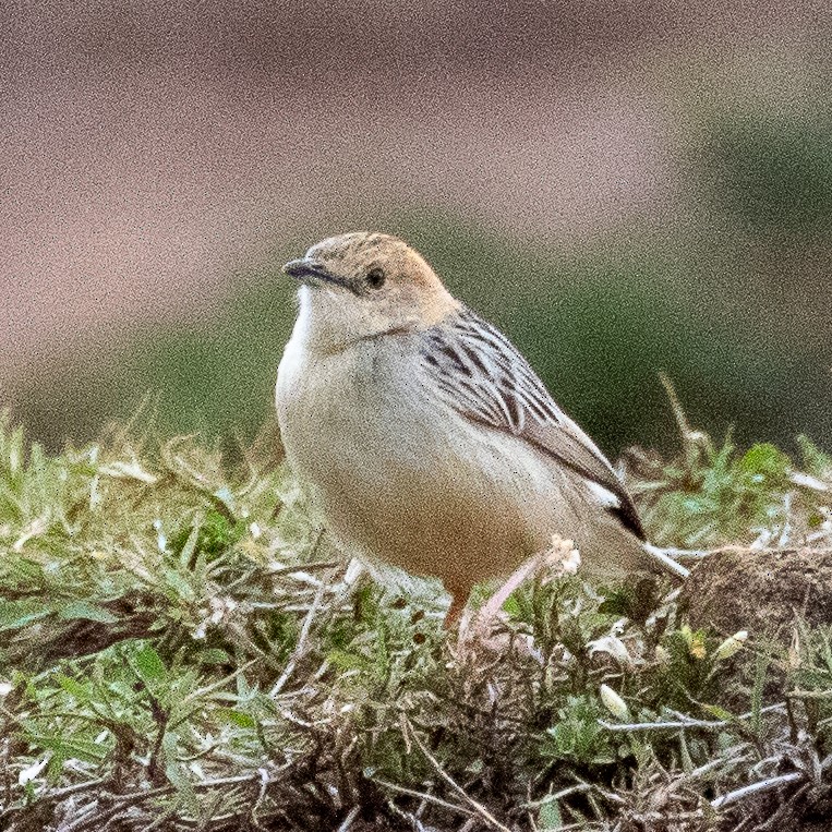 Stout Cisticola - ML374655311