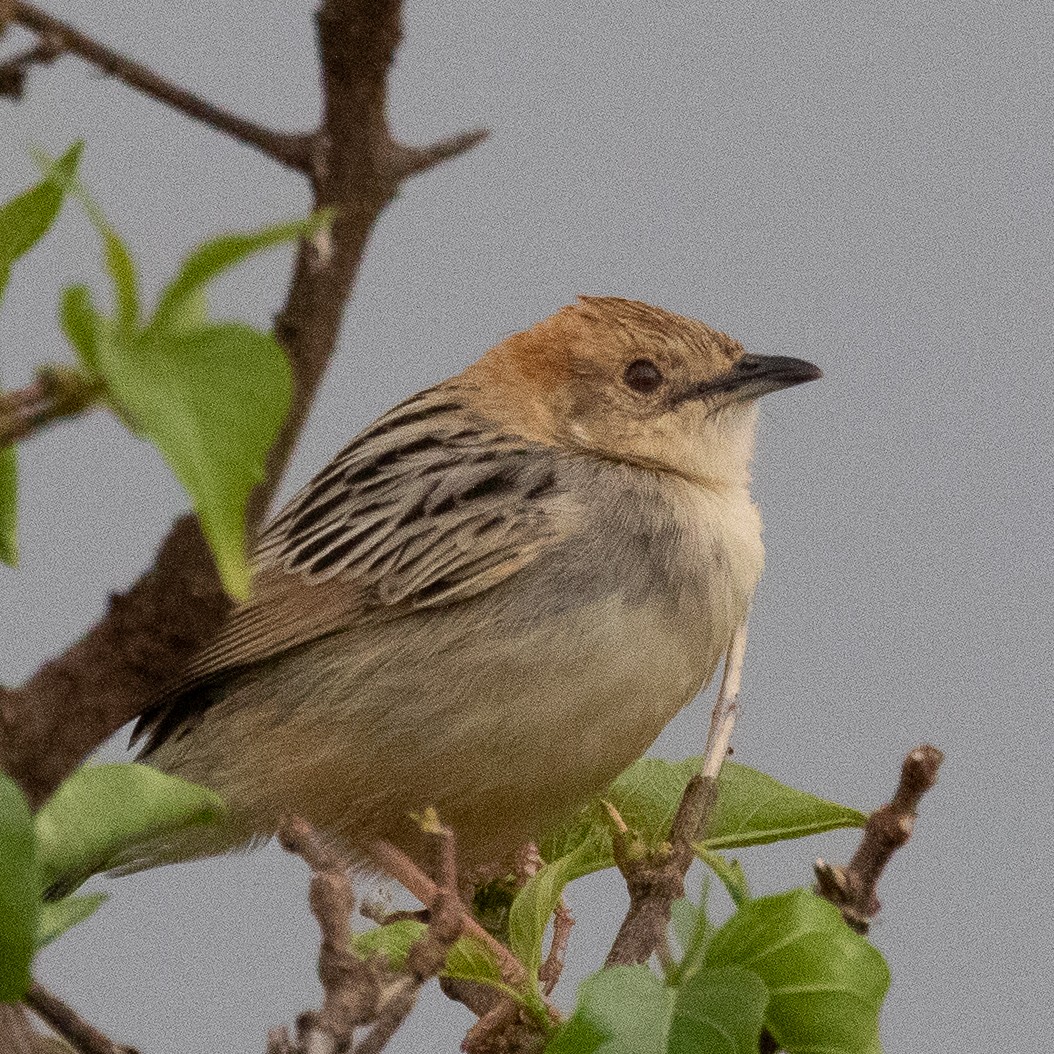 Stout Cisticola - ML374655421