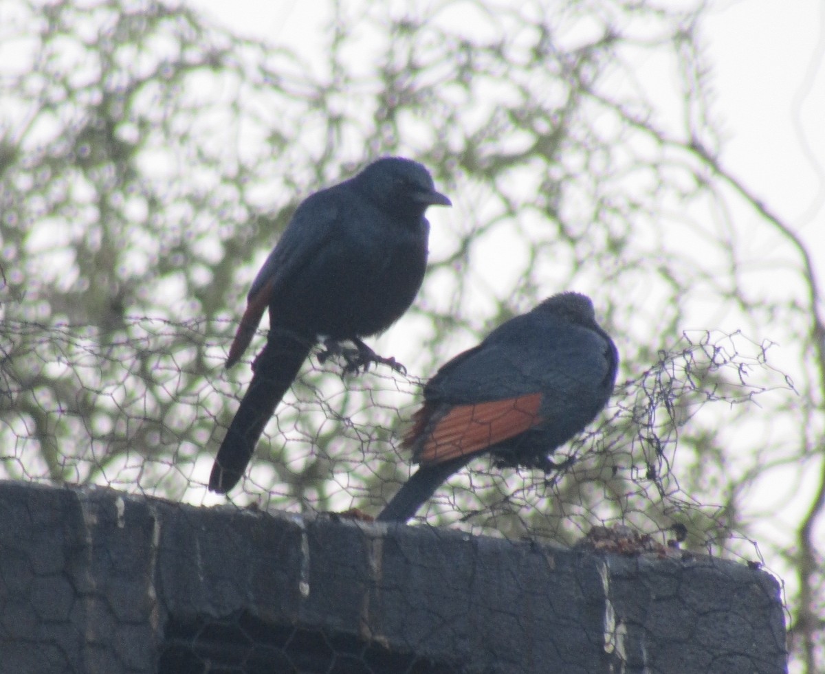 Red-winged Starling - ML374656031