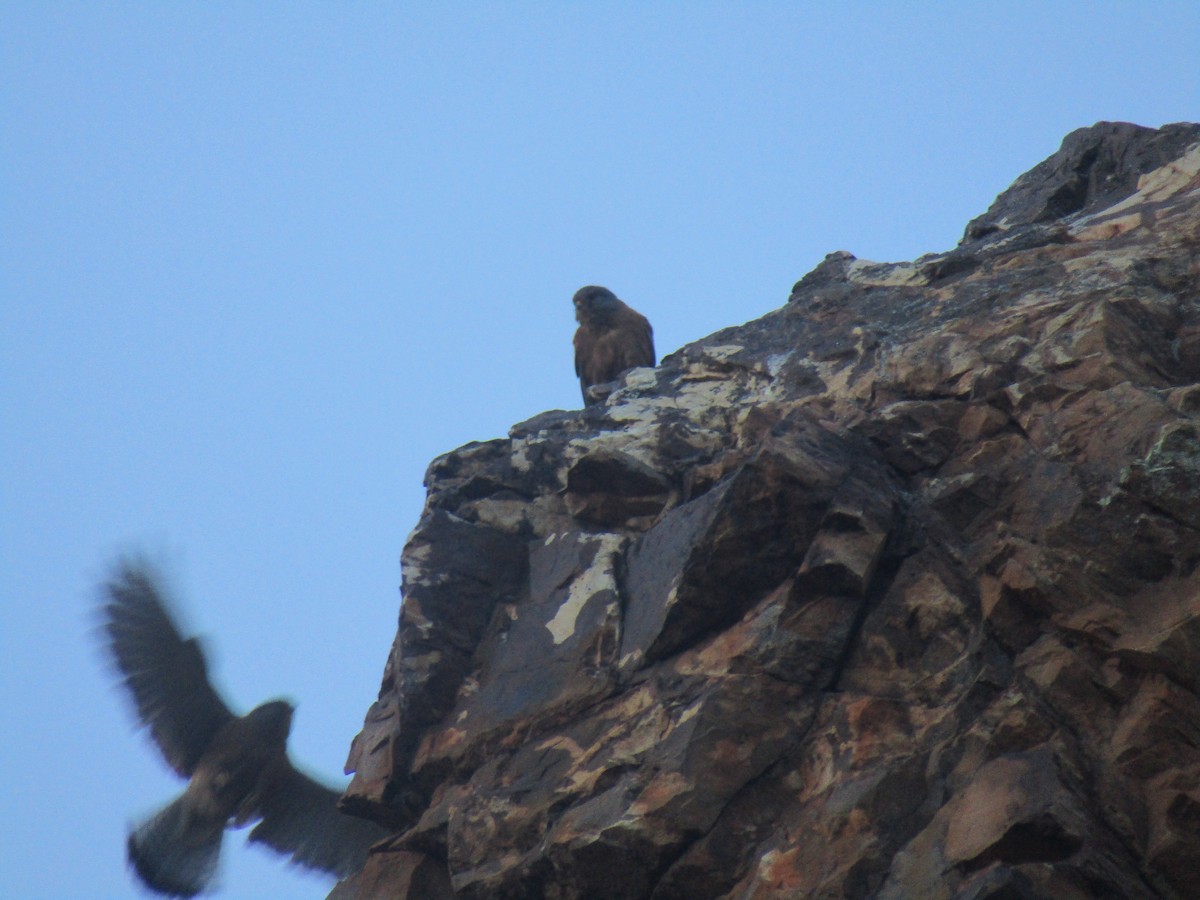 Rock Kestrel - Gareth Bain