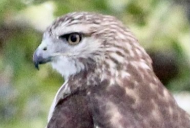 Red-tailed Hawk - ML374656161