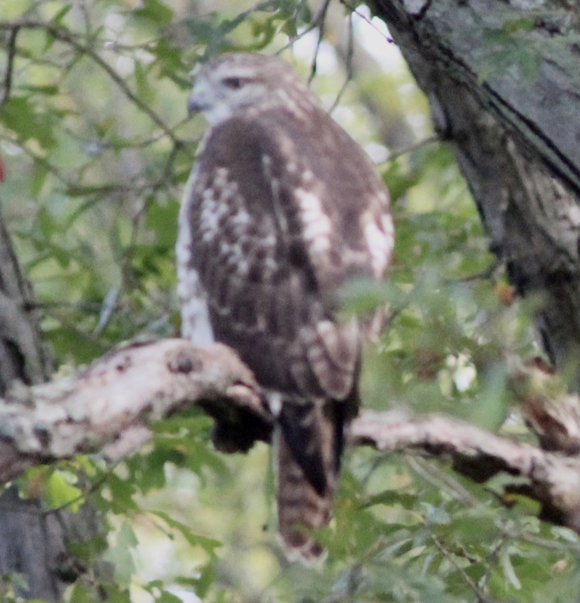 Red-tailed Hawk - ML374656171