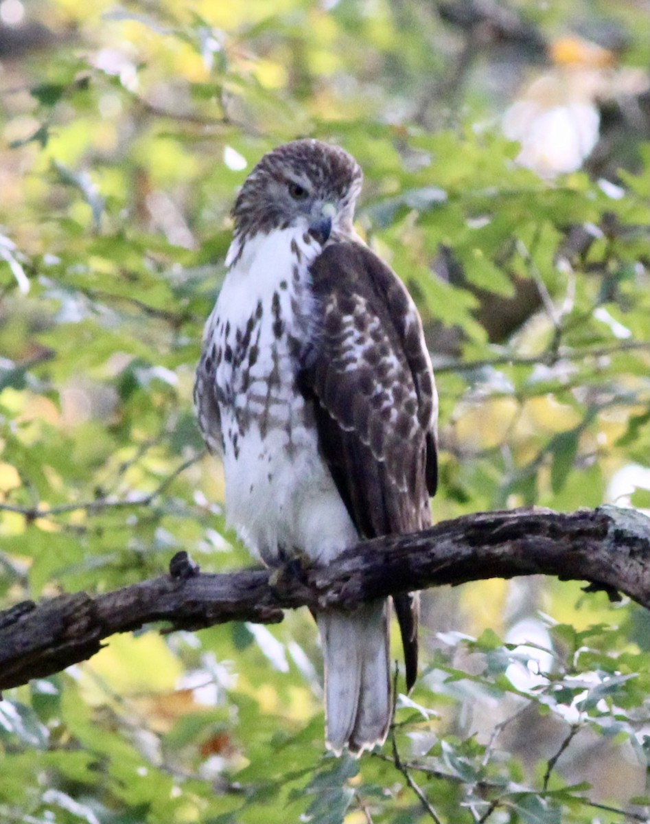 Red-tailed Hawk - ML374656181