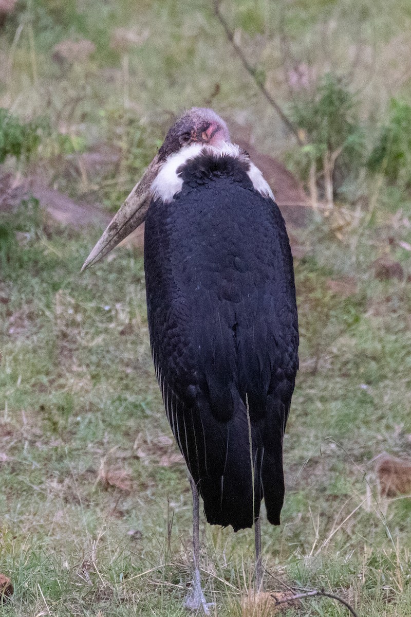 marabu africký - ML374656281