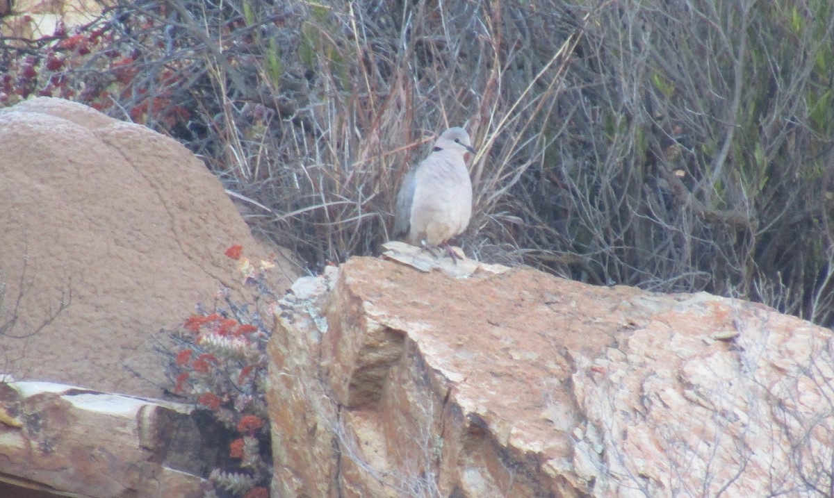 Ring-necked Dove - ML374656361