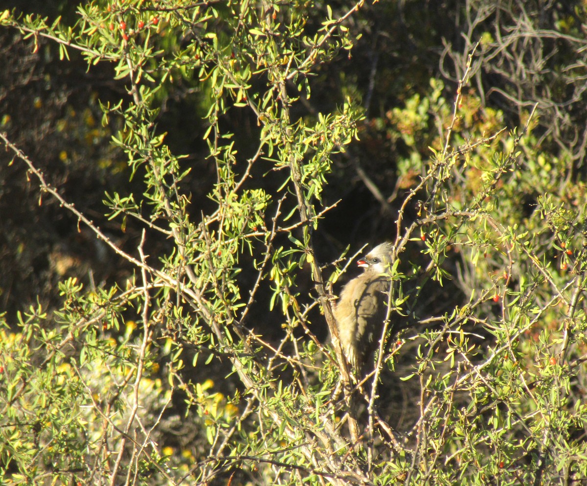 Speckled Mousebird - ML374656511