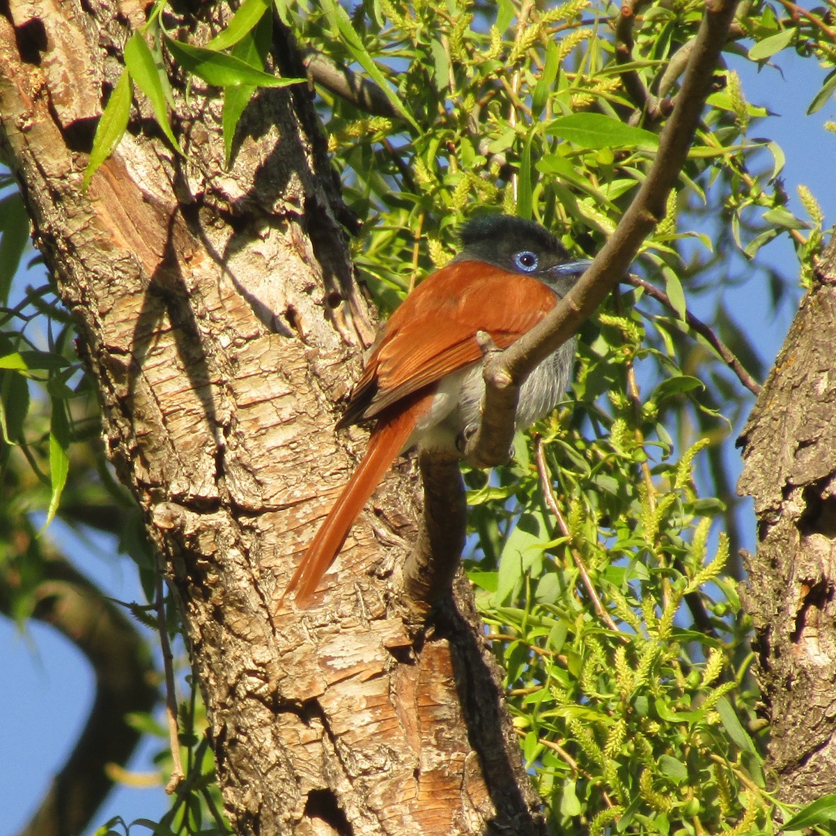 African Paradise-Flycatcher - ML374656541