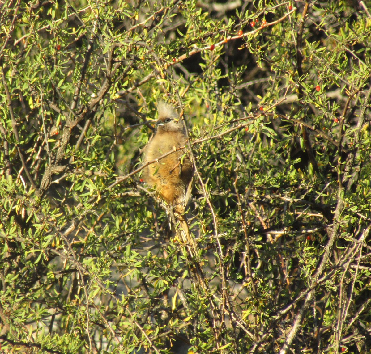 Speckled Mousebird - ML374656561