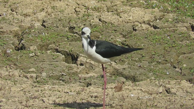 Black-necked Stilt (White-backed) - ML374656851