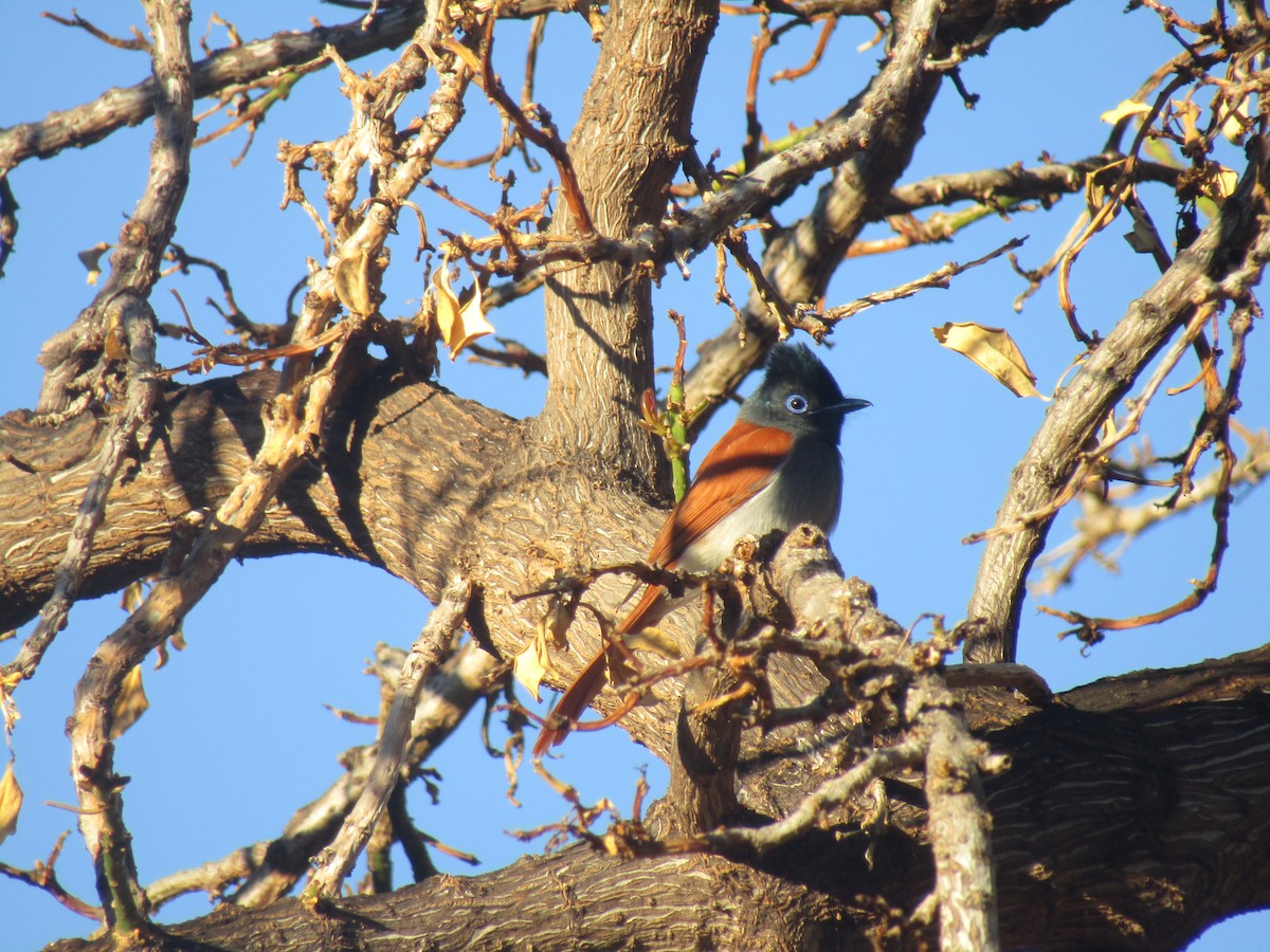 アフリカサンコウチョウ - ML374657101