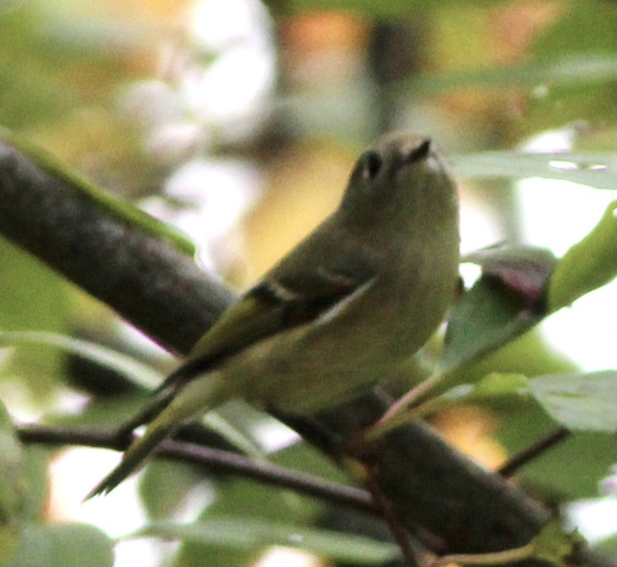 Ruby-crowned Kinglet - ML374657271