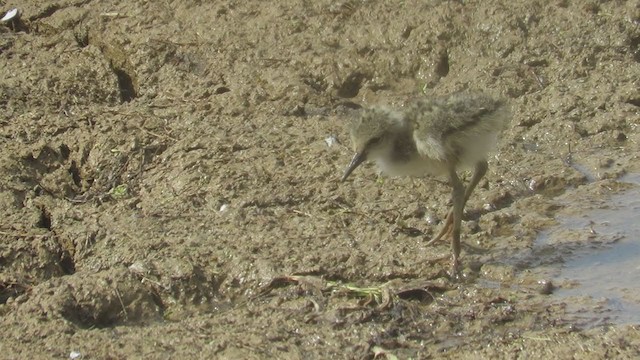 Black-necked Stilt (White-backed) - ML374657391