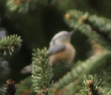 Red-breasted Nuthatch - ML374657411