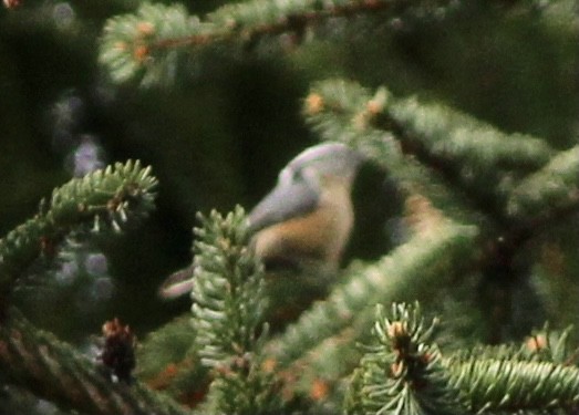 Red-breasted Nuthatch - ML374657421