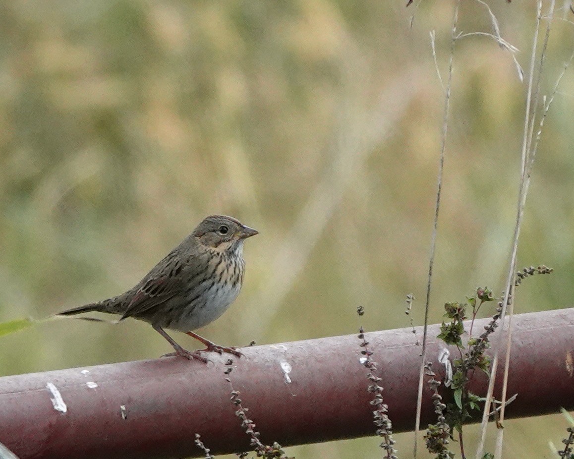 Lincoln's Sparrow - Dawn Hannay