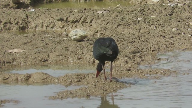 rødmaskeibis - ML374657691